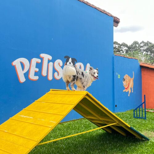 pista de agility